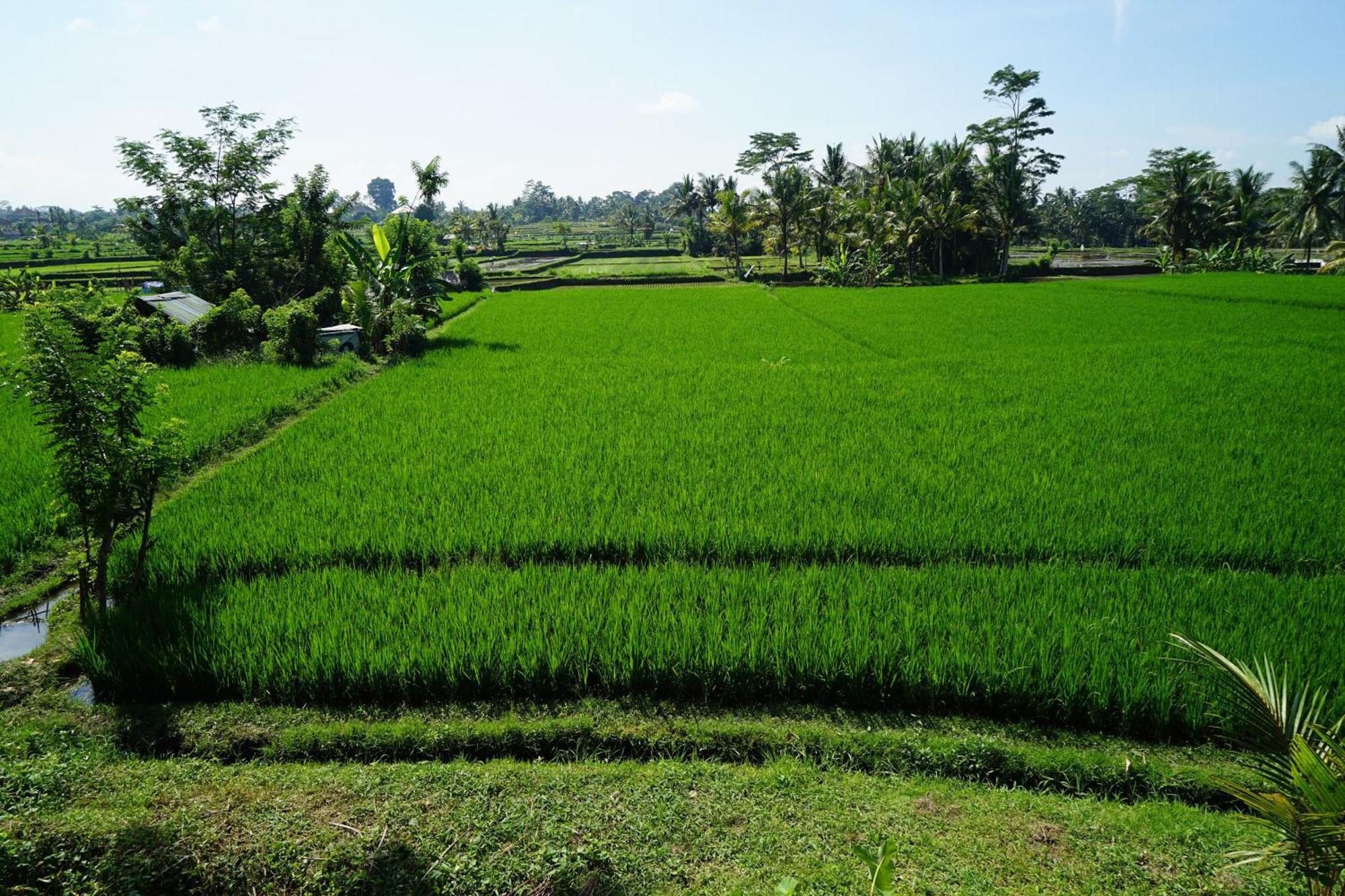 Santun Luxury Private Villas-Chse Certified Ubud  Room photo